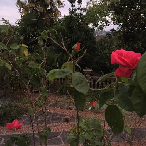 barbarasco roses