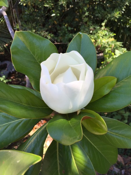 magnolia at the villa