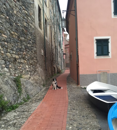 smart dog waiting for me in tellaro