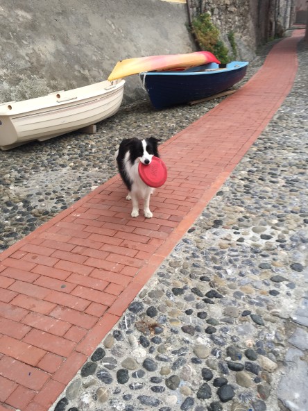 smart dog with frisbee in tellaro