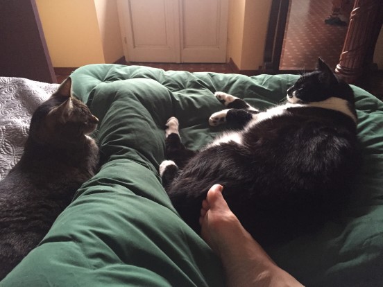 waking up with the cats
